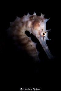 Thorny Seahorses Love Muck by Henley Spiers 